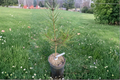 Great Wall Lacebark Pine Live Plant – 12 Inch Pinus bungeana Evergreen Ornamental Garden Tree