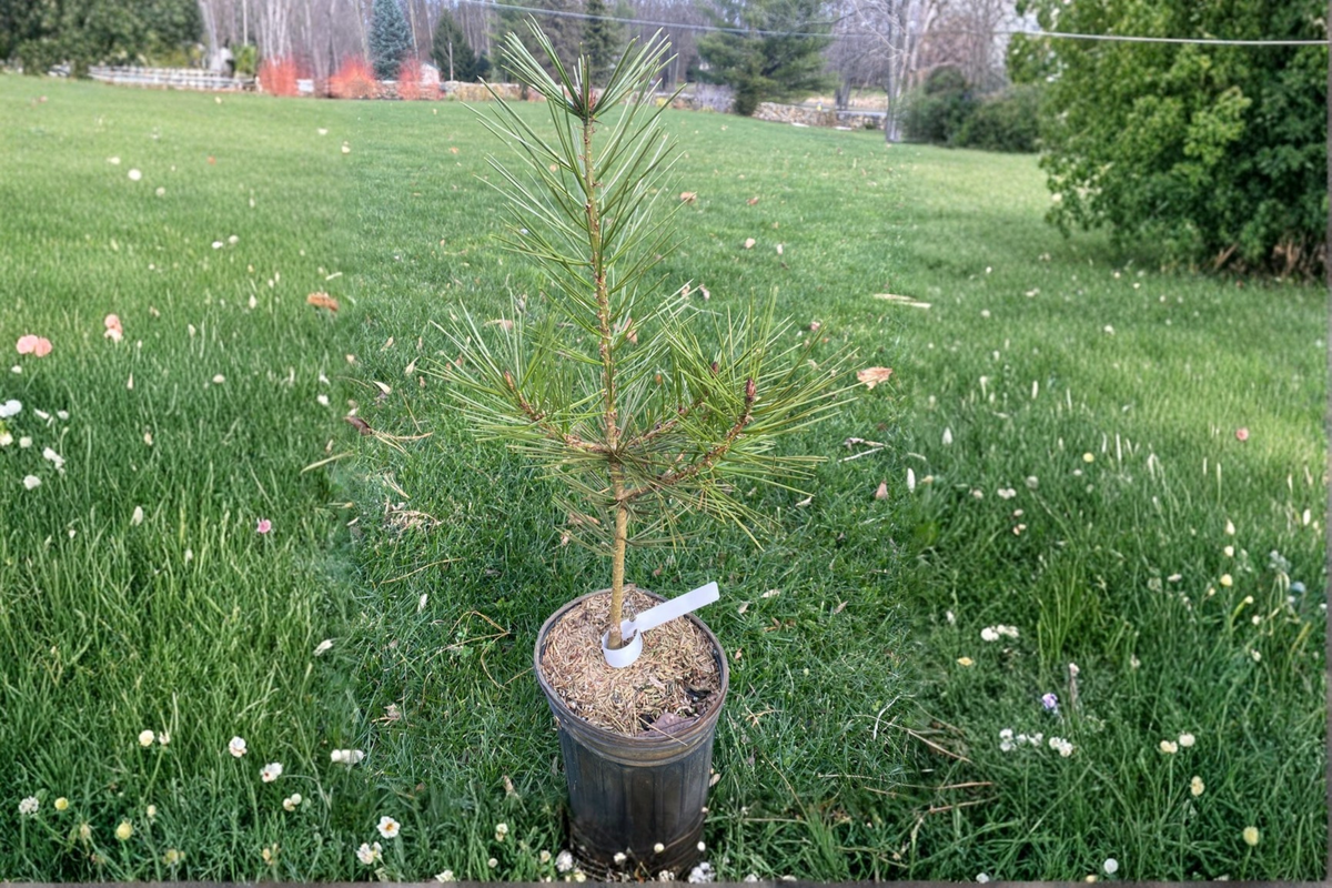 Great Wall Lacebark Pine Live Plant – 12 Inch Pinus bungeana Evergreen Ornamental Garden Tree