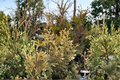 Arborvitae Live Plant Quart Pot – Thuja occidentalis ‘Columbia’ Evergreen Shrub for Hedges & Privacy