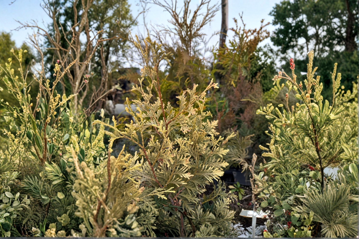 Arborvitae Live Plant Quart Pot – Thuja occidentalis ‘Columbia’ Evergreen Shrub for Hedges & Privacy