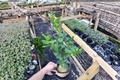 Grafted Key Lime Citrus Plant – Indoor Outdoor Edible Fruit Tree – Citrus aurantiifolia
