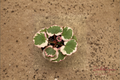 Strawberry Begonia Live Plant – Saxifraga stolonifera, Trailing Indoor Houseplant with Red Pink Foliage in 2 Inch Pot