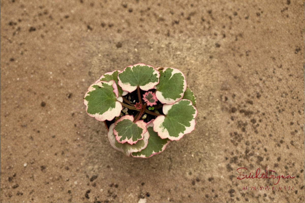 Strawberry Begonia Live Plant – Saxifraga stolonifera, Trailing Indoor Houseplant with Red Pink Foliage in 2 Inch Pot