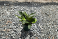 Staghorn Fern Live Plant in 4-Inch Pot, Fully Rooted Platycerium Fern, Indoor Tropical Fern, Unique Antler-Shaped Foliage, Houseplant Gift
