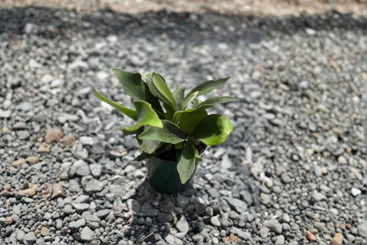 Staghorn Fern Live Plant in 4-Inch Pot, Fully Rooted Platycerium Fern, Indoor Tropical Fern, Unique Antler-Shaped Foliage, Houseplant Gift