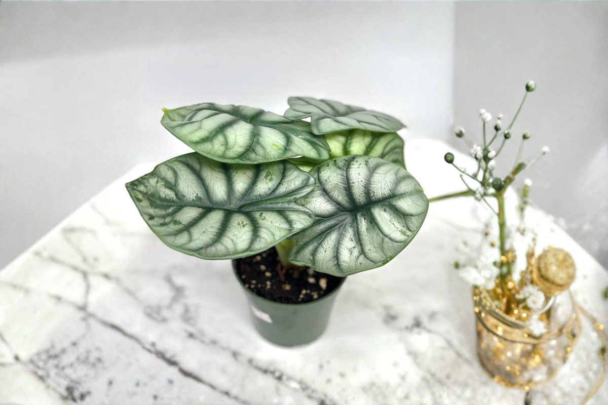 Alocasia Silver Dragon Live Plant, 4-Inch Pot, Rare Indoor Houseplant, Textured Silver Foliage, Alocasia baginda