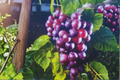 Southland Muscadine Grape Vine Plant 2 Gal – Live Black Grape Vine for Home Garden, Climbing Fruit Vine, Vitis rotundifolia