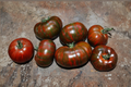 Chocolate Stripe Tomato Seeds – Mahogany Heirloom Solanum lycopersicum, 10 Seeds for Garden, Raised Beds & Containers