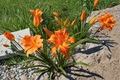 Daylily ‘Primal Scream’ Bare Root Plants – Bright Orange Perennial Flowers for Summer Garden, Hemerocallis