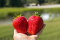 Large Strawberry Seeds for Indoor & Outdoor Growing – Fragaria sp. Fruit Plant, Compact Berry, Red Fruit