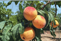 Oregon Curl Free Peach Tree Live Plant 1-Gallon Pot Prunus persica Fruit Tree for Backyard Orchard & Garden