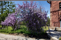 Purple Wisteria Vine Plant 2 Gallon Live Climbing Flowering Vine for Garden Trellis Landscape Outdoor