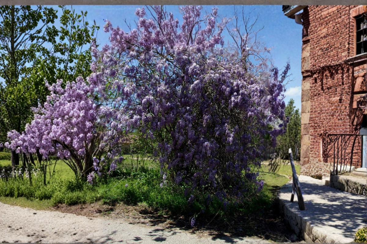 Purple Wisteria Vine Plant 2 Gallon Live Climbing Flowering Vine for Garden Trellis Landscape Outdoor