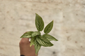 Calathea Vittata Live Plant Starter Cutting – Indoor Tropical Houseplant with White Striped Foliage, 2-Inch Pot
