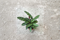 Rattlesnake Calathea Live Plant, 3-Inch Pot, Goeppertia insignis, Pet Friendly Indoor Houseplant, Tropical Foliage, Rooted Starter