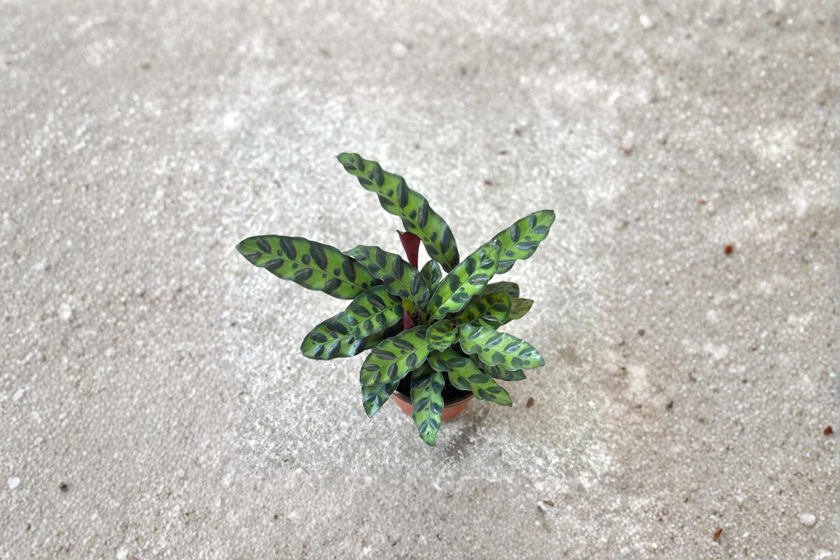 Rattlesnake Calathea Live Plant, 3-Inch Pot, Goeppertia insignis, Pet Friendly Indoor Houseplant, Tropical Foliage, Rooted Starter