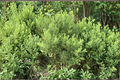 Jesuit’s Bark Live Plant 1 Gallon Salt Tolerant Native Shrub Iva frutescens Coastal Landscaping