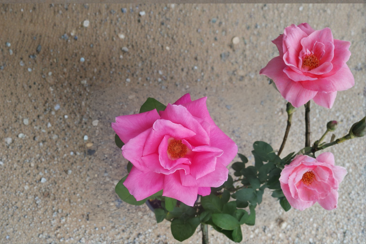Perfume Delight Pink Hybrid Tea Rose Plant 1 Gal – Fragrant Double Bloom Bush for Garden Landscaping Outdoor Rose