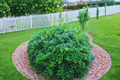 Dwarf Burford Holly Shrub Live Plant – 3-Gallon Pot, Evergreen Hedge, Ilex cornuta ‘Burfordii Nana’