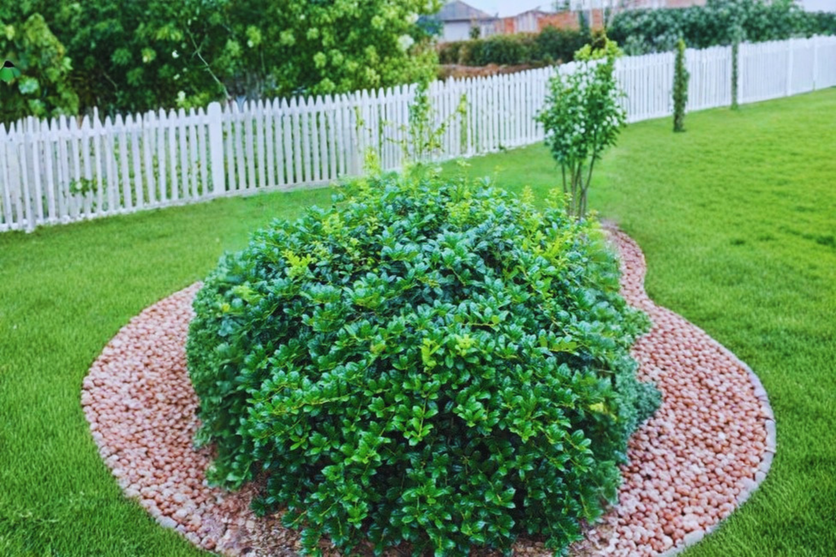 Dwarf Burford Holly Shrub Live Plant – 3-Gallon Pot, Evergreen Hedge, Ilex cornuta ‘Burfordii Nana’