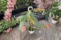 Polka Dot Begonia Hanging Plant 4.5-Inch Pot Angel Wing Begonia Live Indoor Houseplant White Ice