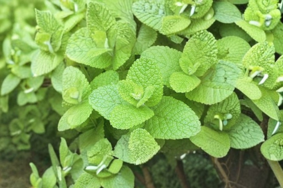 Apple Mint Live Plant - 4 Inch Pot, Mentha suaveolens, Perennial Herb, GMO Free, Green Foliage, Ready to Grow