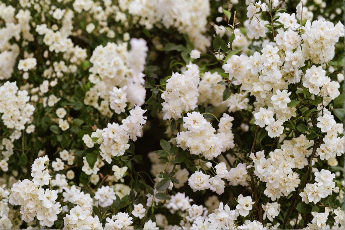 White Lady Banks Rose Live Plants – 1 Qt Pots, Climbing Rose, Alba Plena, White Blooms, Rosa banksiae