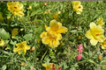 Daylily ‘Raindrop’ Bare Root Plants – Pink Purple Perennial Flowering Hemerocallis for Summer Garden Borders