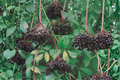 Nova Elderberry Live Plant 1 Gallon Pot - Sambucus canadensis Fruit Shrub for Edible Garden & Landscape
