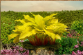 Hosta ‘Lipstick Blonde’ Bare Root Plant – Bright Yellow Foliage, Red Stems, Shade Perennial, Starter Division, USDA Zones 3-9