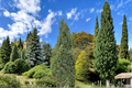 Live Stowe Pillar White Pine 12 Inch Plant – Pinus strobus ‘Stowe Pillar’ Columnar Evergreen Conifer