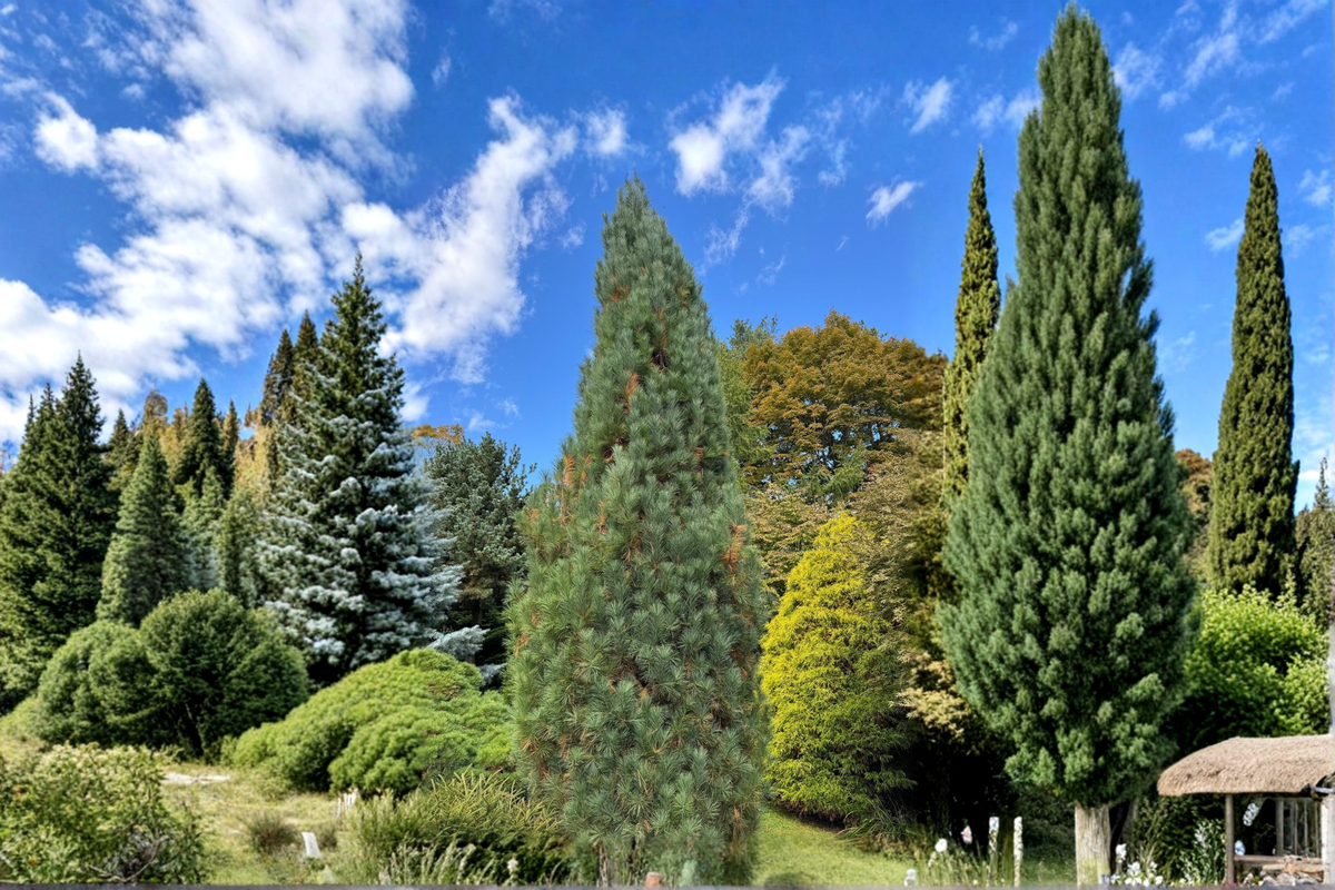 Live Stowe Pillar White Pine 12 Inch Plant – Pinus strobus ‘Stowe Pillar’ Columnar Evergreen Conifer