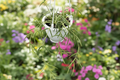 Hoya Linearis Live Plant in 4.5 Inch Pot, Trailing Houseplant, Rare String Hoya, Indoor Hanging Plant, Tropical, Collector Gift