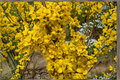 Show Off Forsythia Live Plant 4” Pot – Forsythia × intermedia Yellow Flowering Shrub for Garden Landscape