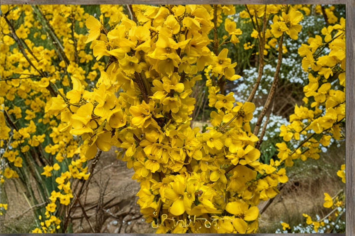 Show Off Forsythia Live Plant 4” Pot – Forsythia × intermedia Yellow Flowering Shrub for Garden Landscape