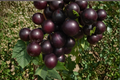 Rare Green Muscadine Grape Seeds 20 Pack | Fruit Vine Seeds for Backyard Garden | Vitis rotundifolia