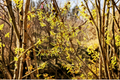 Japanese Witch Hazel ‘Paleface’ Live Plant – 15 Inch Bare Root Hamamelis japonica Flowering Shrub