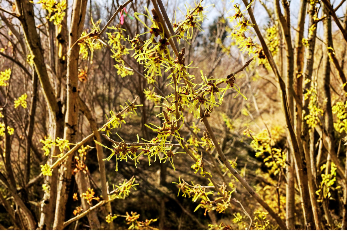 Japanese Witch Hazel ‘Paleface’ Live Plant – 15 Inch Bare Root Hamamelis japonica Flowering Shrub