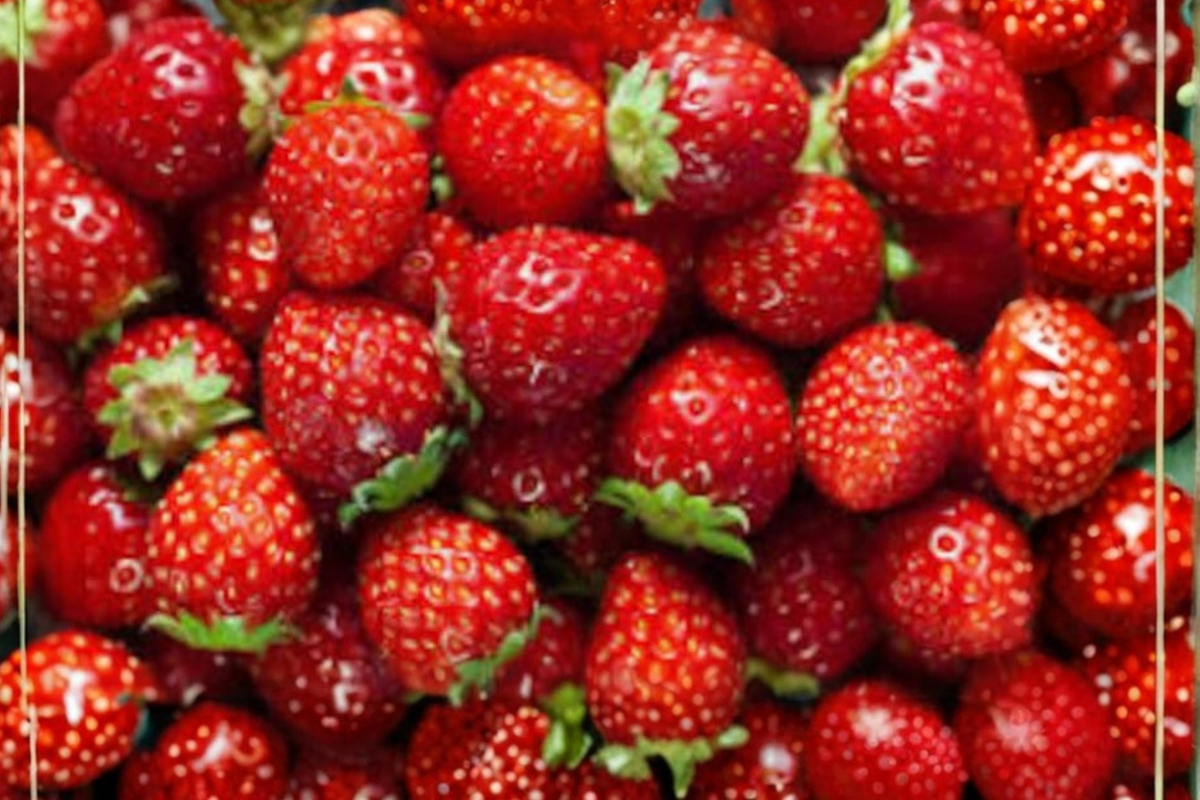 Climbing Everbearing Strawberry Seeds – Fragaria sp. – Indoor & Outdoor Berry Plant for Trellises & Hanging Baskets