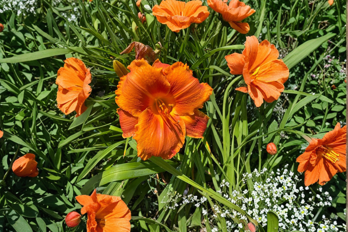 Daylily ‘Hot Wire’ Bare Root Plants – Red Yellow Bi-Color Perennial for Summer Garden Flowers Hemerocallis