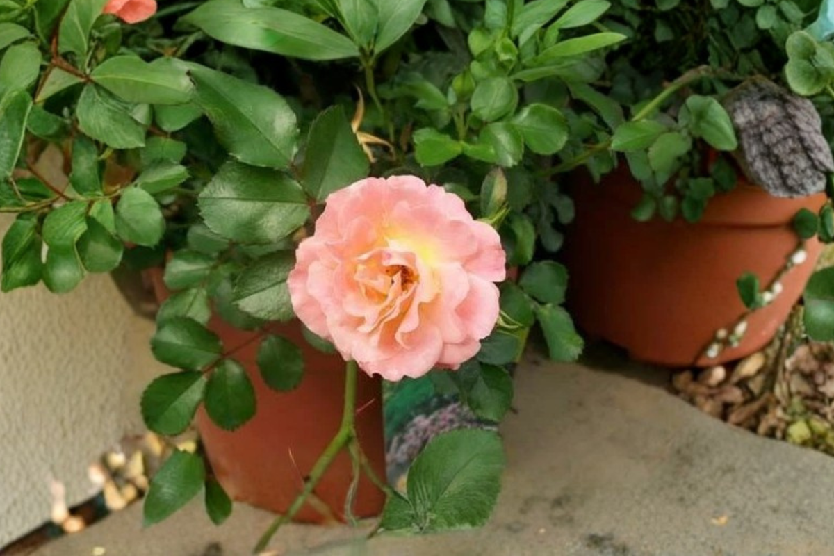 Peach Drift Rose Groundcover Shrub 5 Gal – Low Growing Peach Flowering Plant Rosa spp. for Garden Landscaping