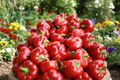Pimento Sweet Pepper Live Plant, Hybrid, Red Fruit, Capsicum annuum, Vegetable Garden, Container & Raised Bed