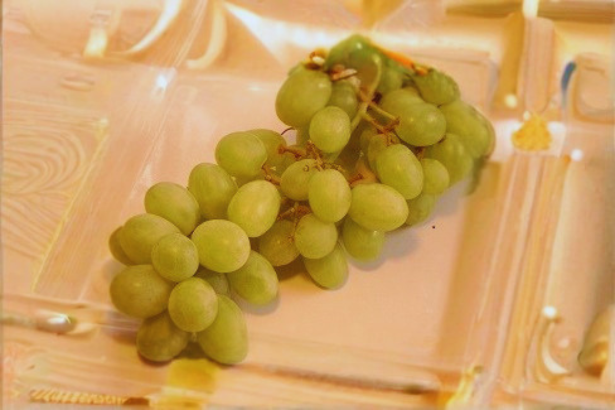 Live Chardonnay White Grape Vine Plant – 3 Gallon Fruit Climbing Vine for Garden Vineyard, Vitis vinifera