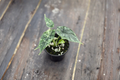 Alocasia Dragon Scale Mint Variegated Live Plant – 4 Inch Pot, Tropical Indoor Houseplant, Rare Alocasia Baginda, Collector Plant