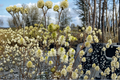 Dwarf Fothergilla ‘Mount Airy’ Live Plant – 1 Gallon Native Shrub with White Spring Flowers & Fall Color
