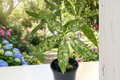 Variegated Money Tree Plant 4-Inch Pot Pachira glabra 'Variegata' Indoor Tropical Houseplant Gift