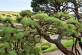 Ondai Japanese Black Pine Live Plant – 18 Inch Tall, Bonsai & Garden Evergreen, Pinus thunbergii, 1-Gallon Pot