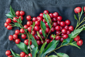 Dwarf Stella Cherry Seeds 3 Pack – Prunus avium Compact Fruit Tree for Indoor Outdoor Growing