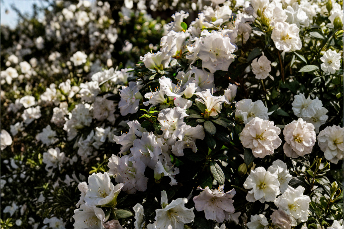 White Gumpo Dwarf Azalea Live Starter Plant - Evergreen Rhododendron 'White Gumpo' for Borders & Containers