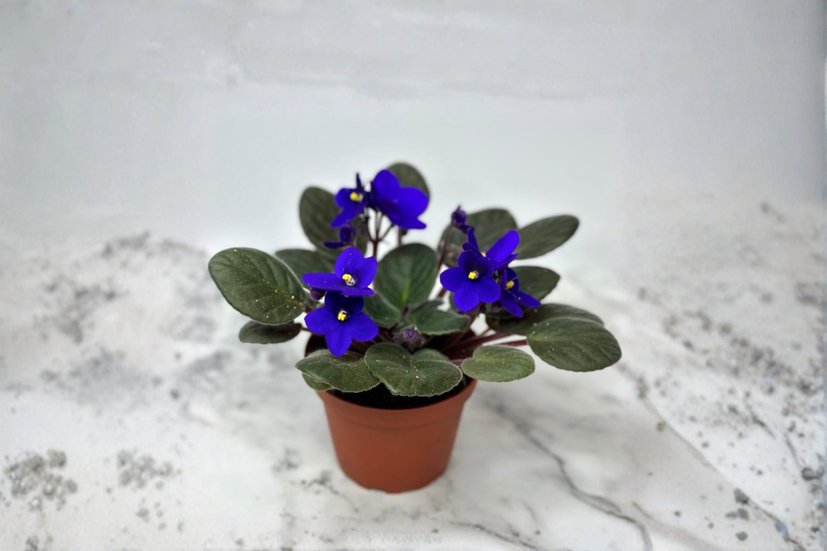 African Violet Live Plant Starter – Compact Indoor Houseplant, Blooming Saintpaulia Ionantha, Gift-Ready